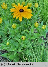 Rudbeckia Sunbeckia Paulina