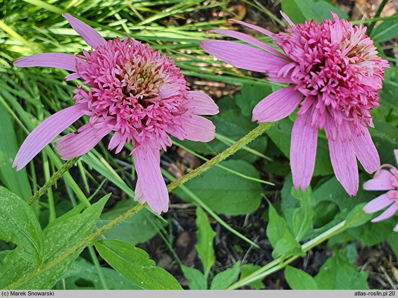 Echinacea purpurea Pink Double Delight