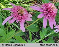 Echinacea purpurea Pink Double Delight