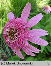 Echinacea purpurea Pink Double Delight