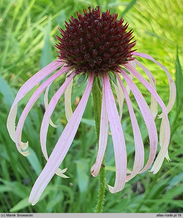 Echinacea pallida JS Satin Lights