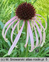 Echinacea pallida JS Satin Lights