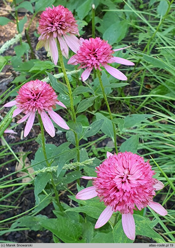 Echinacea purpurea Razzmatazz