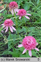 Echinacea purpurea Razzmatazz