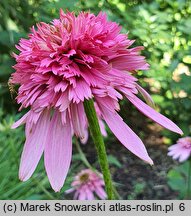 Echinacea purpurea Razzmatazz