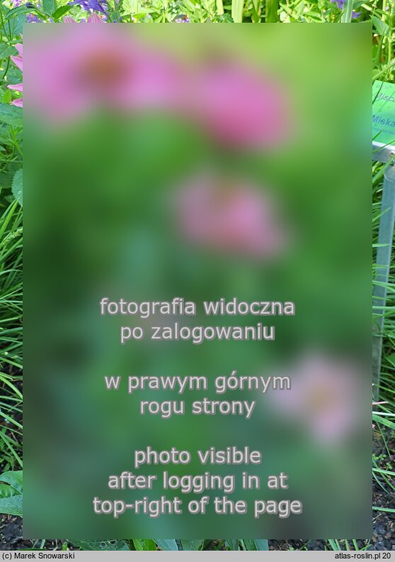 Echinacea Innocent Meadow Mama