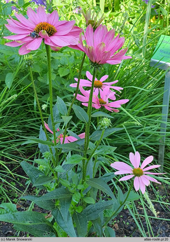 Echinacea Innocent Meadow Mama