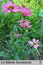 Echinacea Innocent Meadow Mama