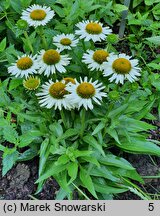 Echinacea Meditation White