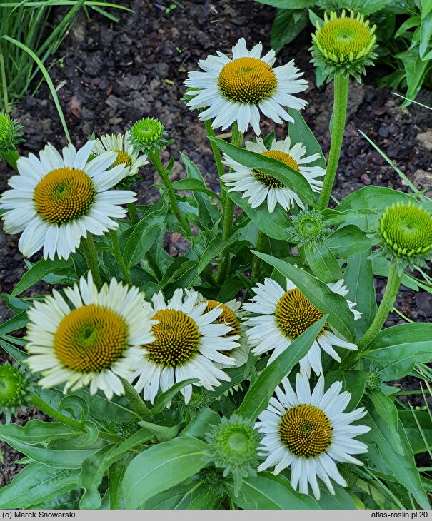 Echinacea Meditation White