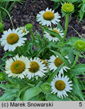 Echinacea Meditation White