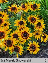 Rudbeckia SmileyZ Party