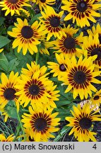 Rudbeckia SmileyZ Party