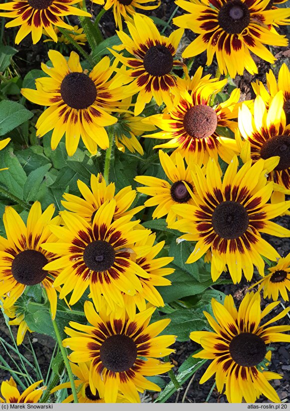 Rudbeckia SmileyZ Party