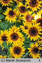 Rudbeckia SmileyZ Party