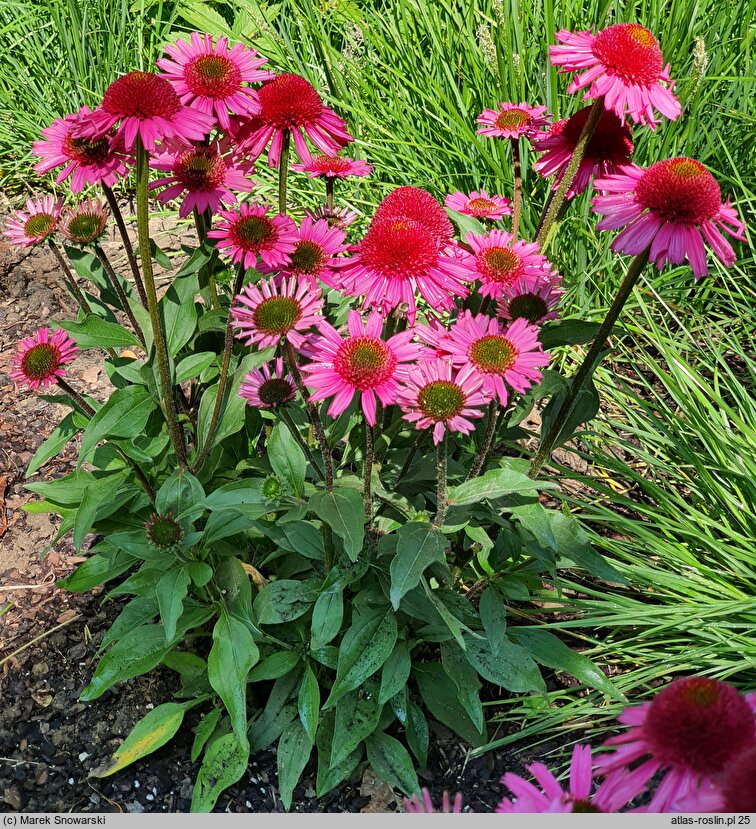 Rudbeckia Delicious Candy