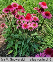 Rudbeckia Delicious Candy