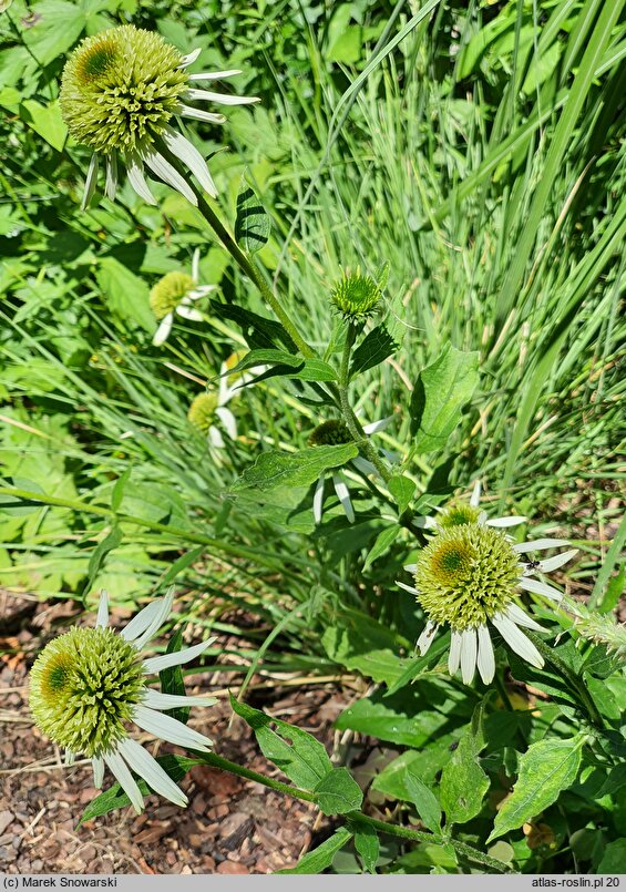 Echinacea purpurea Coconut Lime