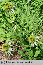 Echinacea purpurea Coconut Lime