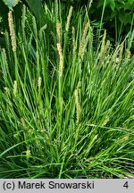 Sesleria autumnalis (sesleria jesienna)