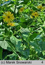 Silphium perfoliatum (różnik przerosłolistny)