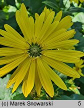 Silphium perfoliatum (różnik przerosłolistny)