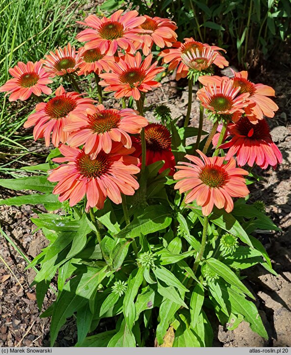 Echinacea purpurea SunMagic Vintage Lipstick