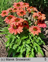 Echinacea purpurea SunMagic Vintage Lipstick