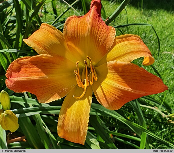 Hemerocallis ×hybrida Mozaika