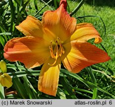 Hemerocallis ×hybrida Mozaika