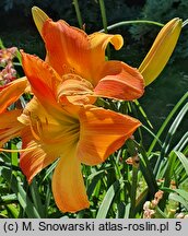 Hemerocallis ×hybrida Mozaika