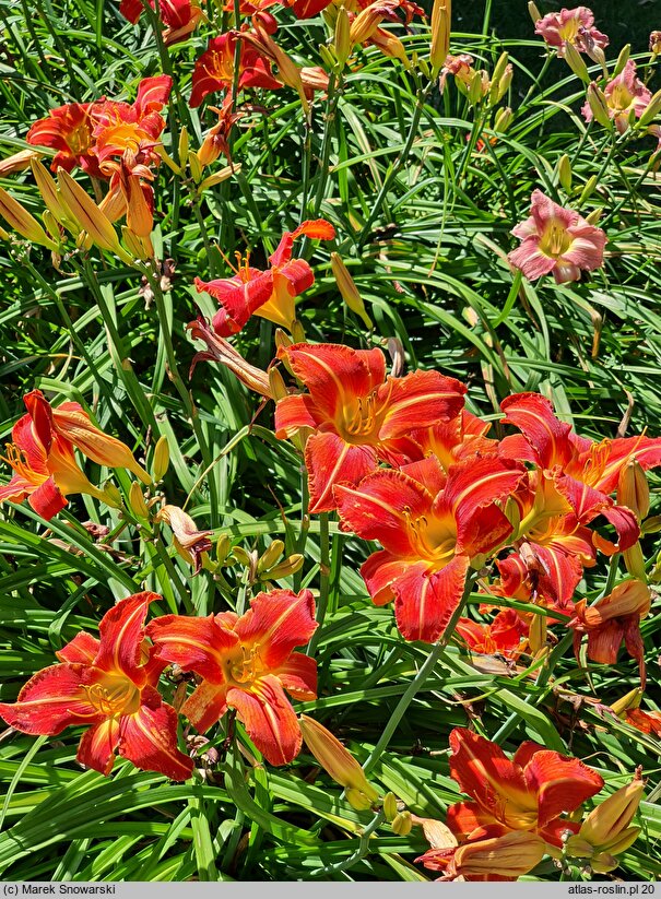 Hemerocallis ×hybrida Mazur