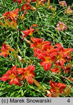 Hemerocallis ×hybrida Mazur