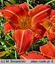 Hemerocallis ×hybrida Mazur