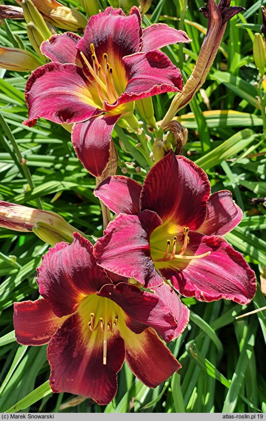 Hemerocallis ×hybrida Mieszko
