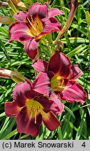 Hemerocallis ×hybrida Mieszko