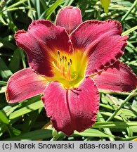 Hemerocallis ×hybrida Mieszko