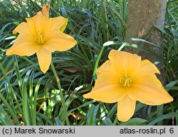 Hemerocallis ×hybrida Lech Wałęsa