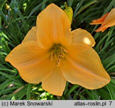 Hemerocallis ×hybrida Lech Wałęsa