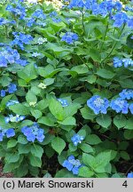 Hydrangea macrophylla Blaumeise