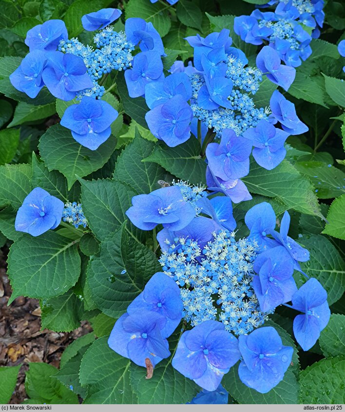 Hydrangea macrophylla Blaumeise