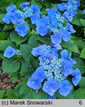 Hydrangea macrophylla Blaumeise