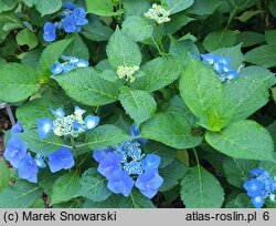 Hydrangea macrophylla Blaumeise