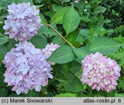 Hydrangea macrophylla Black Steel Zebra