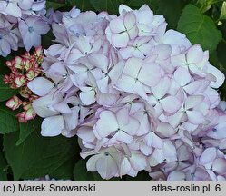 Hydrangea macrophylla Black Steel Zebra