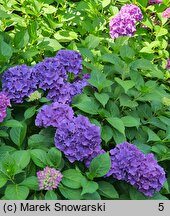 Hydrangea macrophylla Brügg