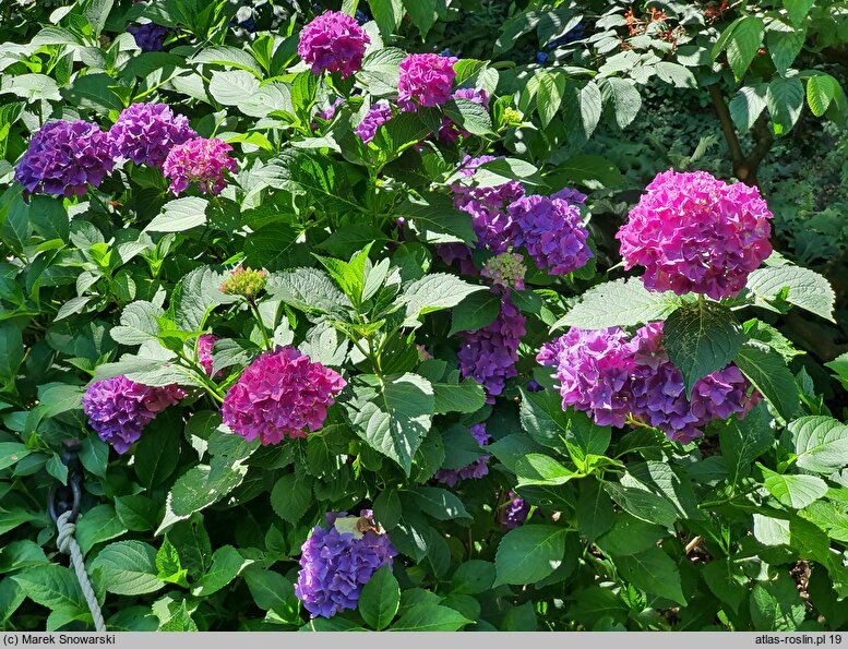 Hydrangea macrophylla Brügg