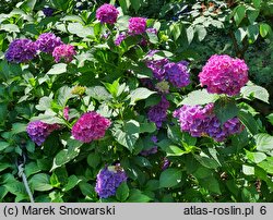 Hydrangea macrophylla Brügg