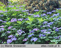 Hydrangea macrophylla Zaunkönig