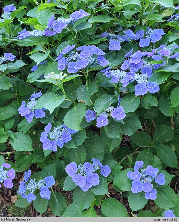 Hydrangea macrophylla Zaunkönig